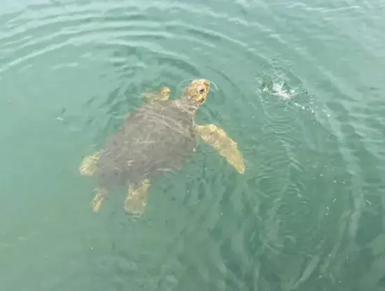 Köyceğiz Bootstour